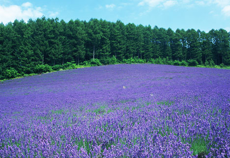 富良野